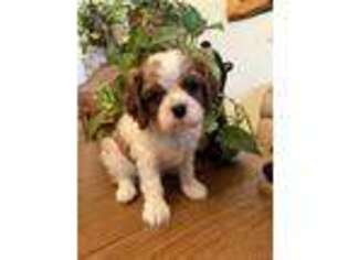 Cavalier King Charles Spaniel Puppy for sale in Laramie, WY, USA
