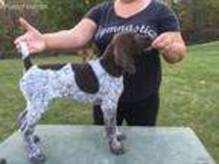 German Shorthaired Pointer Puppy for sale in Huntington, IN, USA