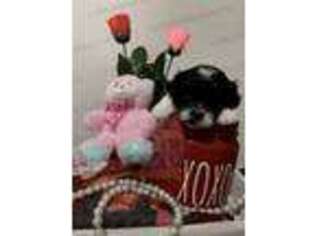 Shih-Poo Puppy for sale in Oak Brook, IL, USA