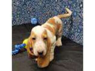Basset Hound Puppy for sale in Verona, MO, USA