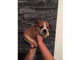Bulldog Puppy for sale in Westtown, NY, USA