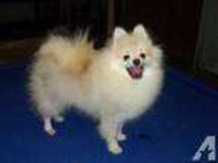 Pomeranian Puppy for sale in NORTH BLOOMFIELD, OH, USA