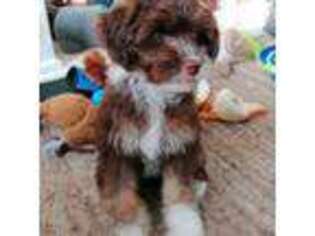 Lowchen Puppy for sale in Bisbee, AZ, USA