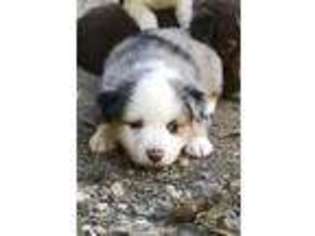 Miniature Australian Shepherd Puppy for sale in Carmel, CA, USA