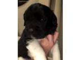 Newfoundland Puppy for sale in Berthoud, CO, USA