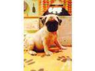 Pug Puppy for sale in MOREHEAD, KY, USA