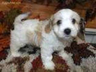 Cavapoo Puppy for sale in Tiskilwa, IL, USA