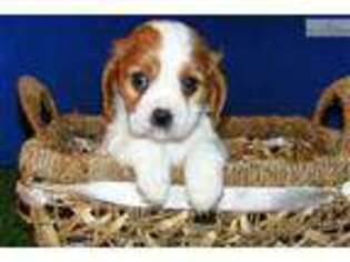 Cavalier King Charles Spaniel Puppy for sale in Jonesboro, AR, USA