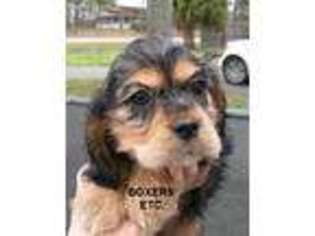 Cocker Spaniel Puppy for sale in Nicholls, GA, USA