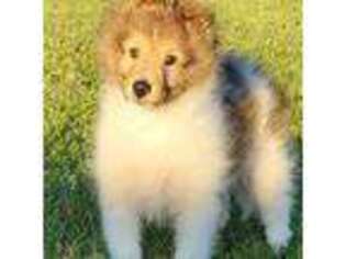 Shetland Sheepdog Puppy for sale in Dallas, TX, USA