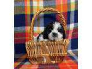 Shih-Poo Puppy for sale in East Sparta, OH, USA