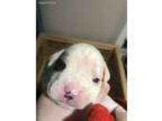 Boxer Puppy for sale in Pine Island, MN, USA