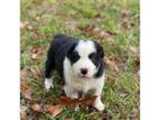 Border Collie Puppy for sale in Robbins, NC, USA