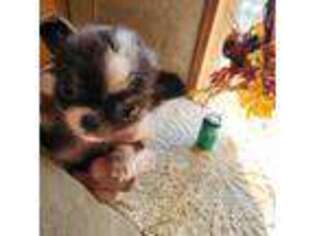 Chihuahua Puppy for sale in Shevlin, MN, USA