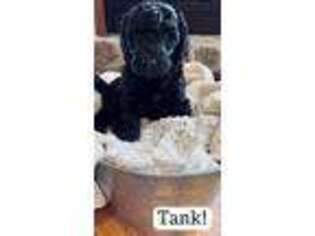 Labradoodle Puppy for sale in Red Wing, MN, USA
