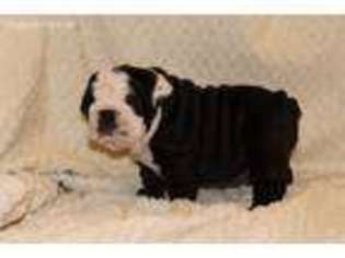 Bulldog Puppy for sale in Cedar Creek, TX, USA