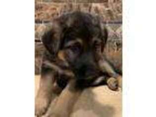 German Shepherd Dog Puppy for sale in New Hampton, NY, USA