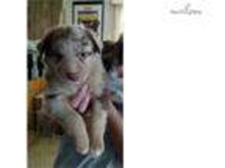 Australian Shepherd Puppy for sale in Ocala, FL, USA