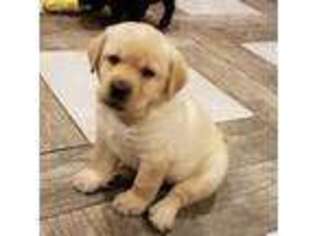 Labrador Retriever Puppy for sale in Addison, NY, USA