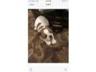 Bulldog Puppy for sale in Guntown, MS, USA