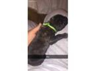 Mastiff Puppy for sale in Lexington, KY, USA