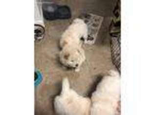 Chow Chow Puppy for sale in Irving, TX, USA