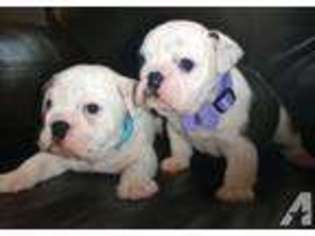 Bulldog Puppy for sale in KELSO, WA, USA
