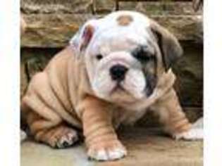 Bulldog Puppy for sale in New Milford, NJ, USA