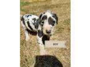 Great Dane Puppy for sale in Winlock, WA, USA
