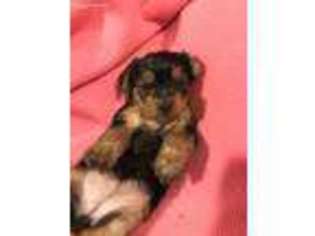 Yorkshire Terrier Puppy for sale in Morgantown, WV, USA