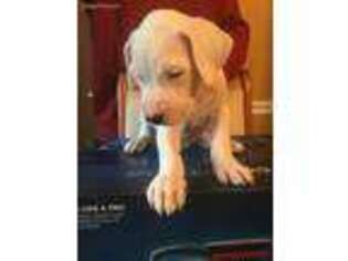 Dogo Argentino Puppy for sale in Fairfield, NJ, USA