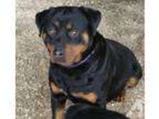 Rottweiler Puppy for sale in NORTH STRATFORD, NH, USA