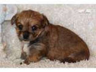 Chorkie Puppy for sale in Oklahoma City, OK, USA