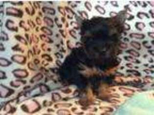 Yorkshire Terrier Puppy for sale in Caddo Mills, TX, USA