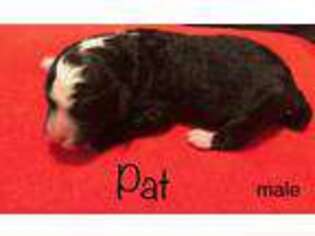 Mutt Puppy for sale in Grass Lake, MI, USA