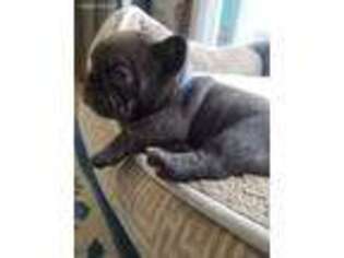 French Bulldog Puppy for sale in Bolingbrook, IL, USA