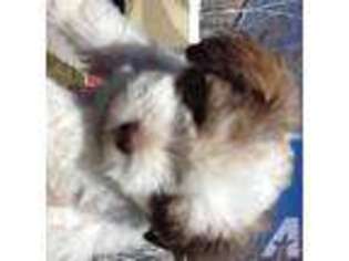 Havanese Puppy for sale in WEST JORDAN, UT, USA