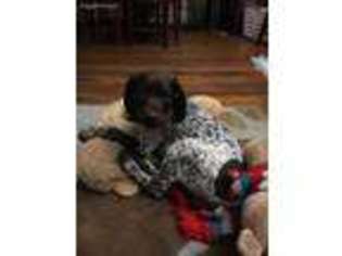German Shorthaired Pointer Puppy for sale in Salem, NH, USA