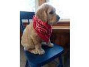 Goldendoodle Puppy for sale in East Rochester, OH, USA