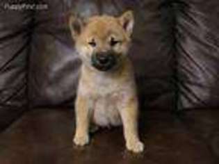 Shiba Inu Puppy for sale in Dallas, TX, USA