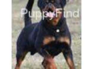 Rottweiler Puppy for sale in East Greenbush, NY, USA