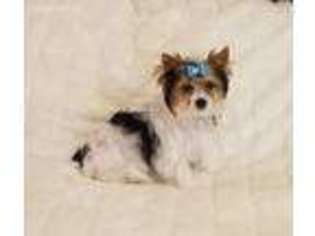 Medium Photo #1 Biewer Terrier Puppy For Sale in Wichita, KS, USA