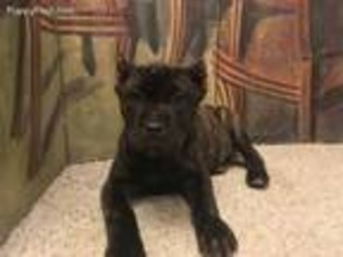 Cane Corso Puppy for sale in Princeton, KY, USA