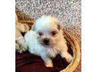 Maltese Puppy for sale in Norfolk, NE, USA