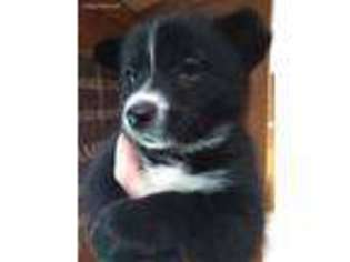 Mutt Puppy for sale in Fallentimber, PA, USA
