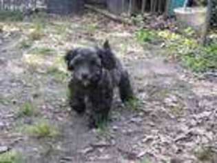 Schnoodle (Standard) Puppy for sale in Kentwood, LA, USA
