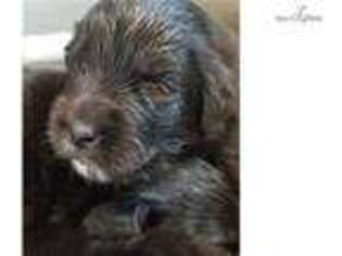 Newfoundland Puppy for sale in Wilkes Barre, PA, USA