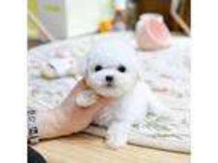 Bichon Frise Puppy for sale in Buffalo, NY, USA