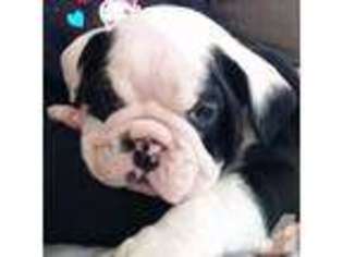 Bulldog Puppy for sale in OAKLEY, CA, USA