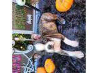 Boston Terrier Puppy for sale in Homestead, FL, USA